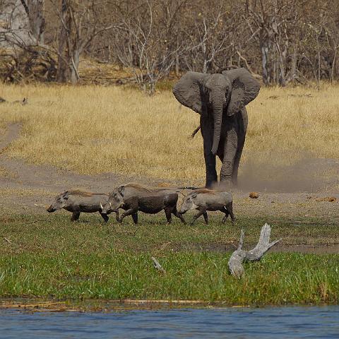 215 Linyanti, olifant jaagt wrattenzwijnen weg.jpg